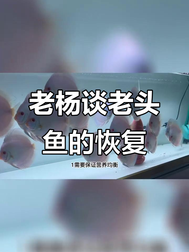 七彩神仙鱼老头化，如何恢复生长？