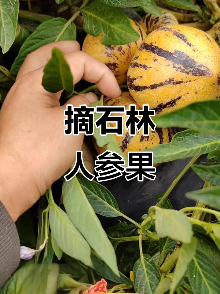 石林人参果成熟,皮薄透明,口感超赞!