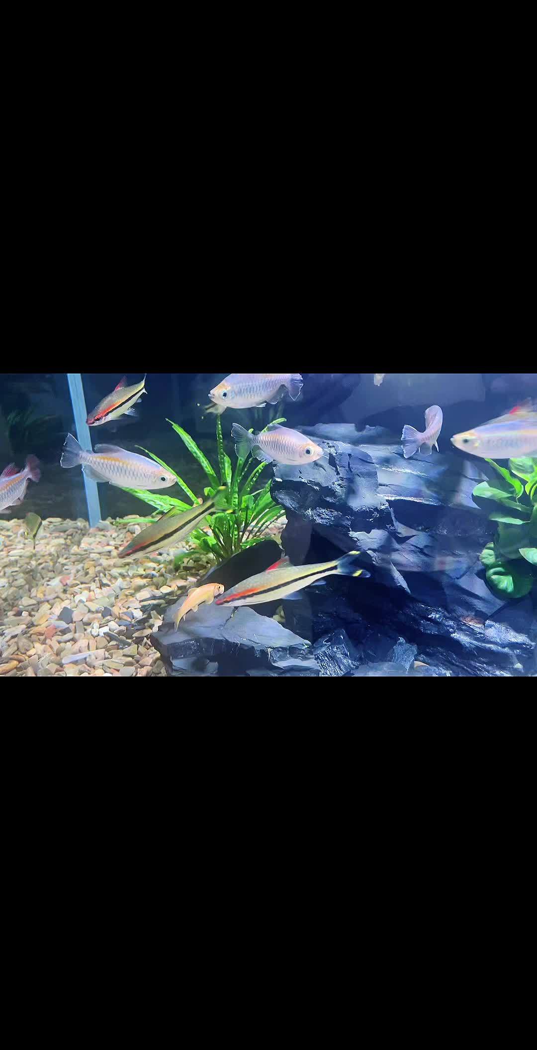 鱼缸造景水族鱼缸 别致的风景鱼缸造景水族鱼缸设计风格