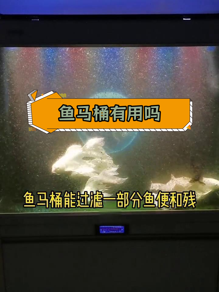 鱼马桶效果实测:能否减少换水频率?