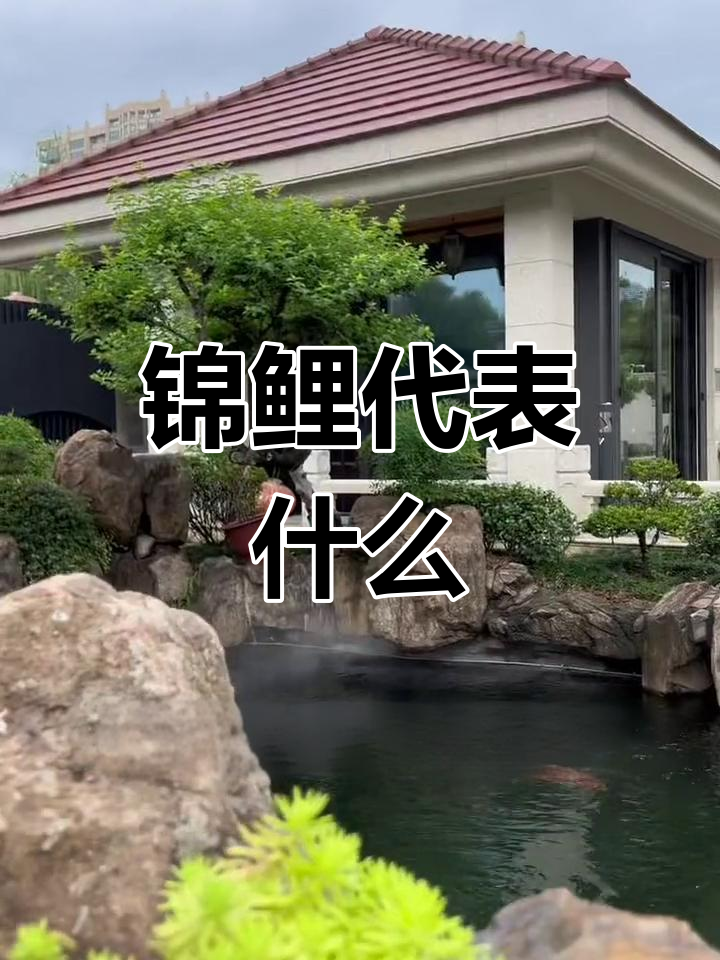 锦鲤的象征意义与风水解读