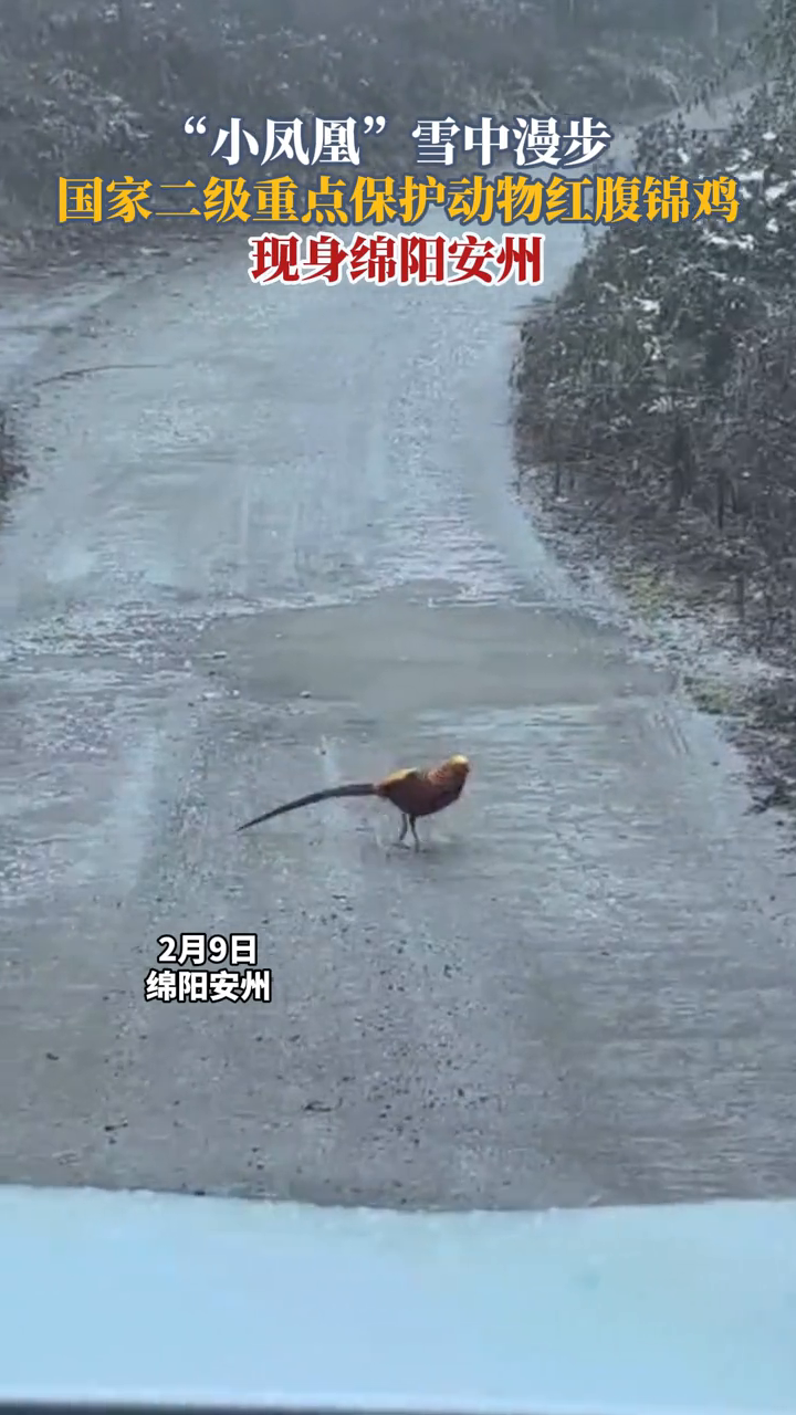 “小凤凰”雪中漫步!国家二级重点保护动物红腹锦鸡现身绵阳安州
