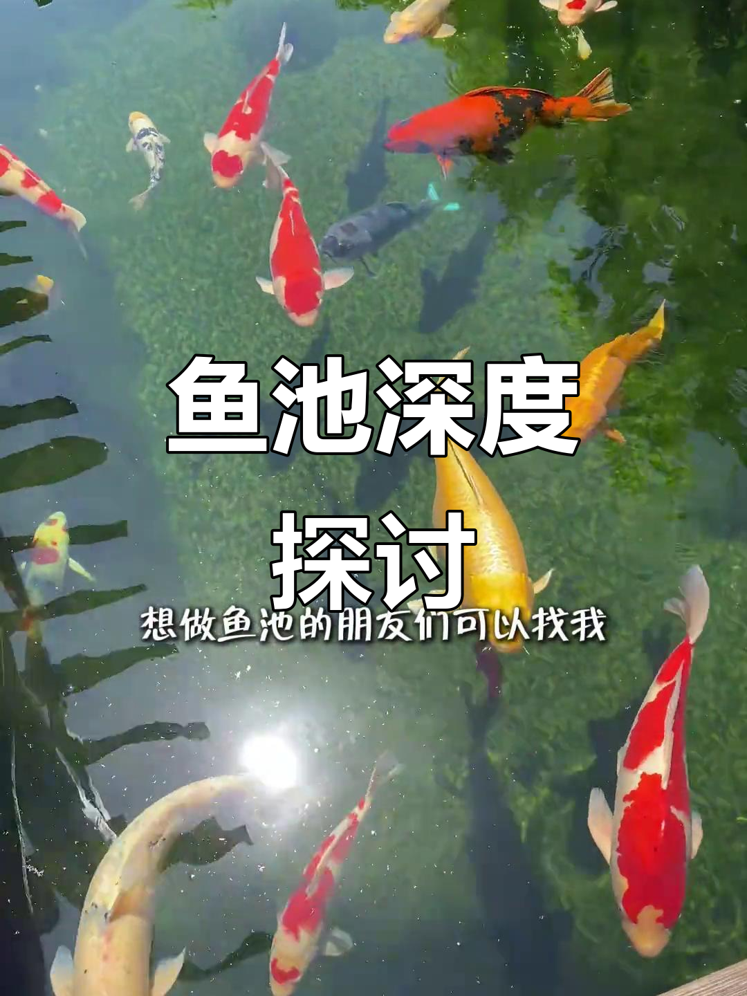 庭院鱼池深度多少合适?锦鲤生长需要多深的水呢?