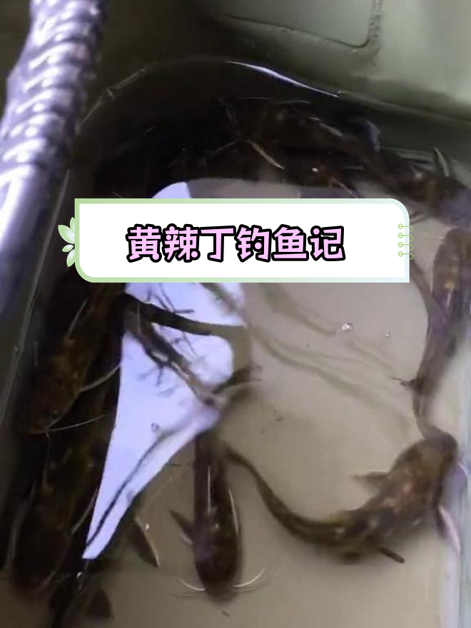 钓到黄辣丁,背刺有毒