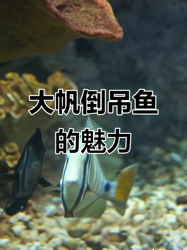 海洋馆里的“油腻大叔”——大帆倒吊鱼，超能吃！