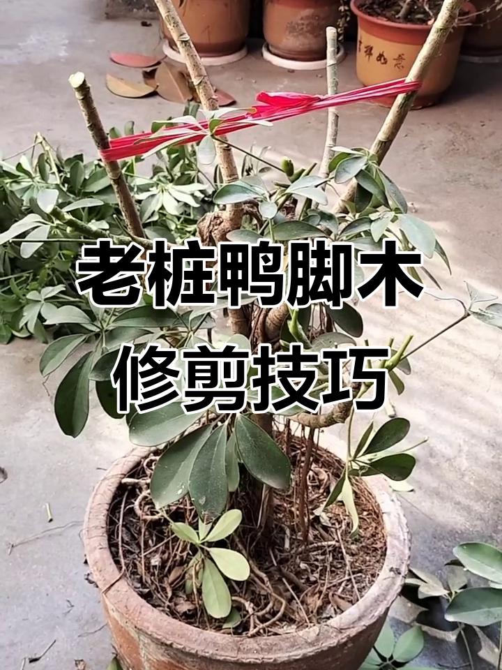 修剪老桩鸭脚木,打造更紧凑的株形