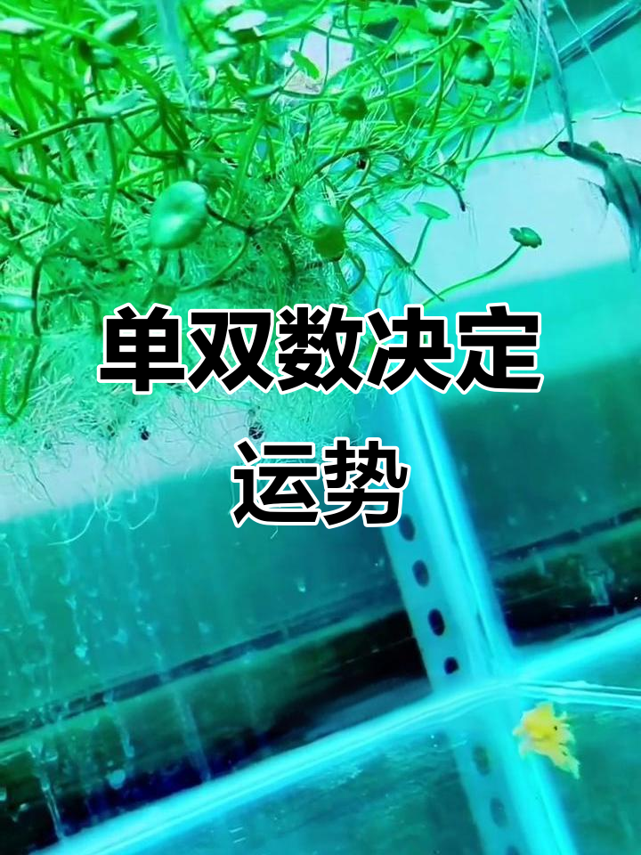 鱼缸风水揭秘:单数与偶数的奥秘