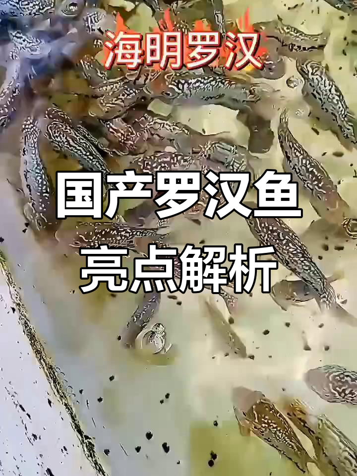 国产罗汉鱼亮片展示,品质如何?