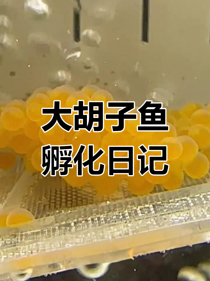 黄金大胡子鱼卵孵化过程揭秘