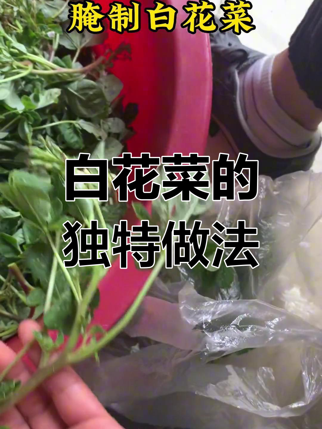 安陆白花菜:传统腌制技艺,十日成美味