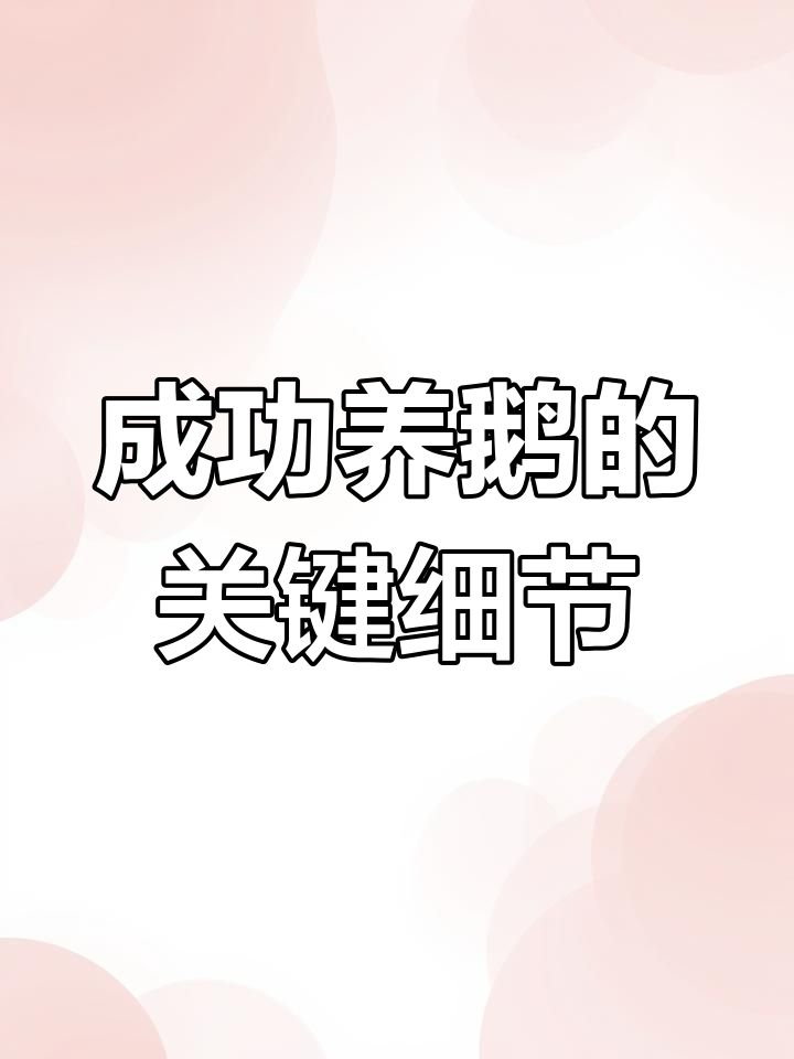 养鹅棚建设细节决定成败,这些关键点你注意了吗?