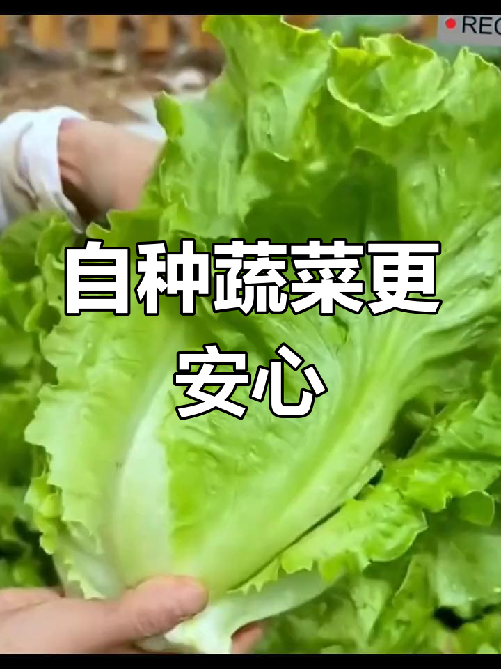 纯天然绿色牛油生菜,健康又美味