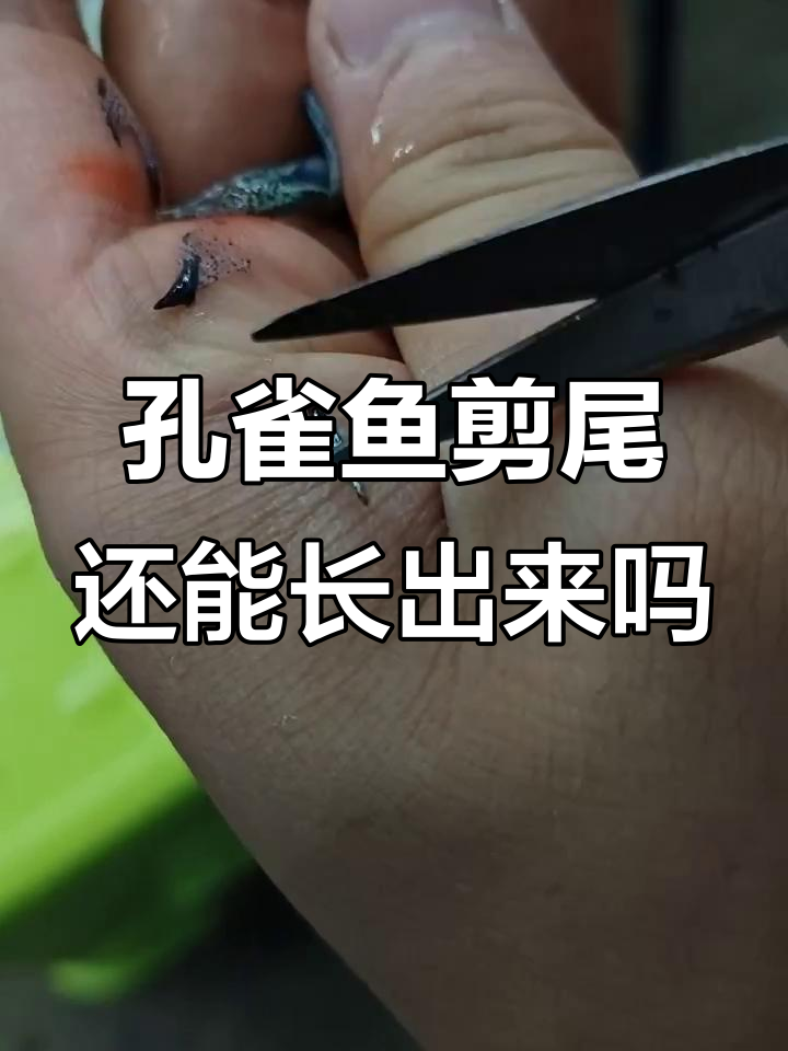 孔雀鱼剪尾后能恢复吗?尾巴颜色和痕迹变化揭秘