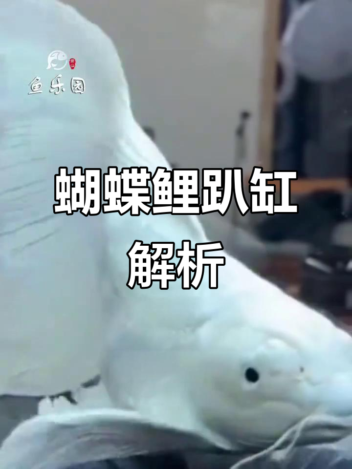 新鱼入缸,适应期趴缸正常;换水需谨慎,增加氧气助恢复