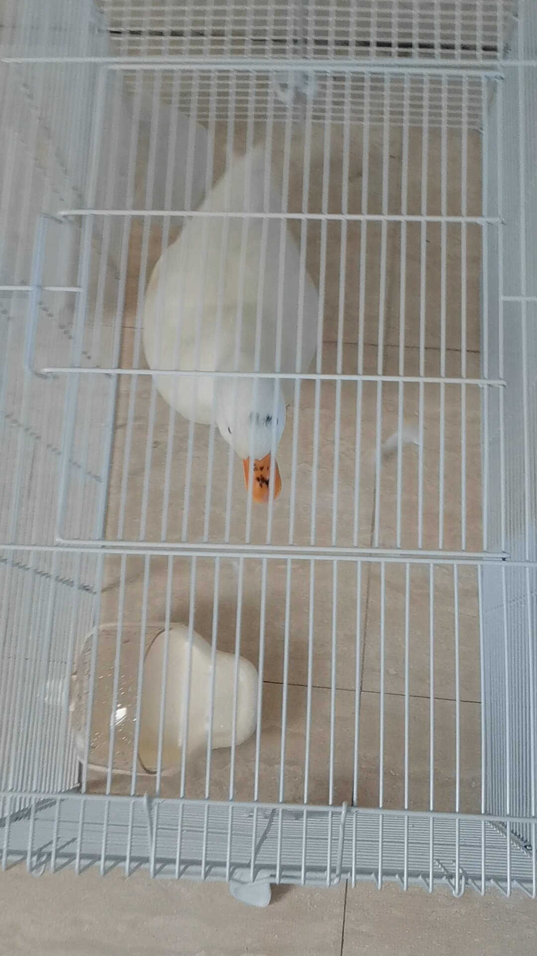 可达鸭的真实叫声