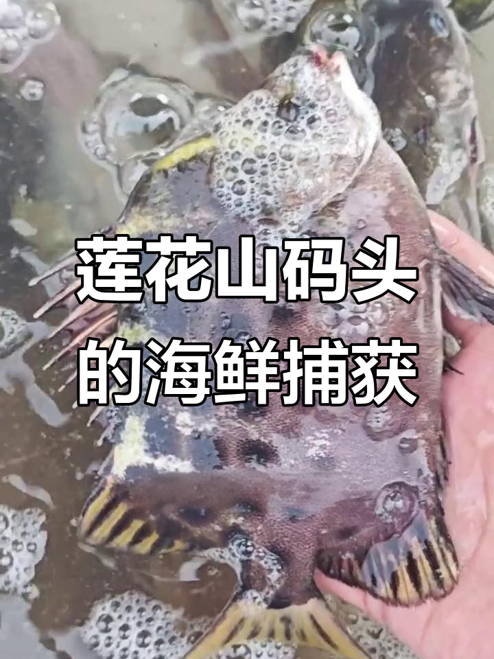 广州莲花山码头捕捞咸淡水海鱼，蒲鱼可养河豚有毒
