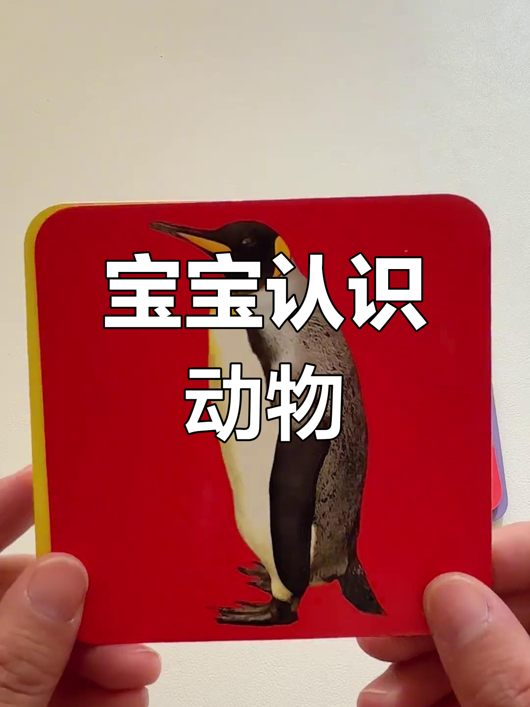 动物卡片大挑战,宝宝学认各种可爱小动物