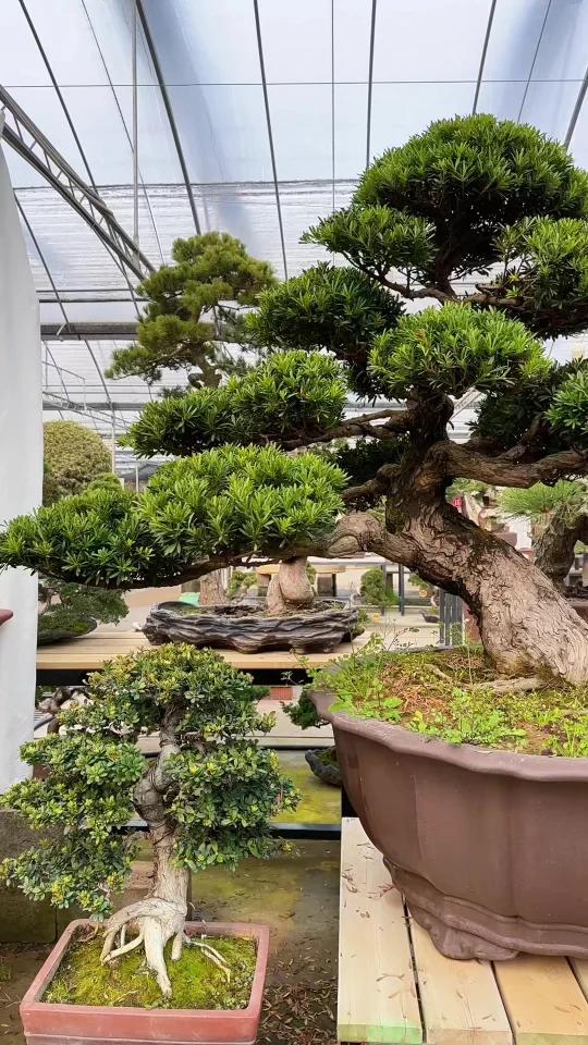 分享为什么庭院别墅喜欢种植罗汉松?