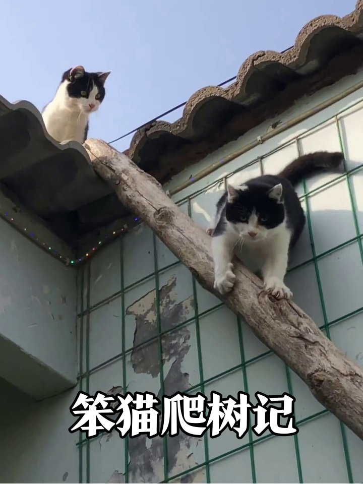 黑白猫屋顶爬树记，一只笨手笨脚一只急出表情包
