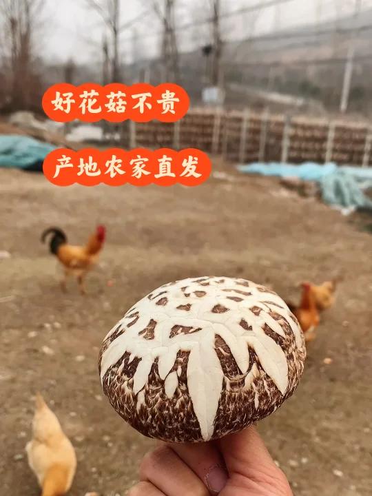 家常铁锅土鸡炖花菇,滋味鲜美,营养丰富!