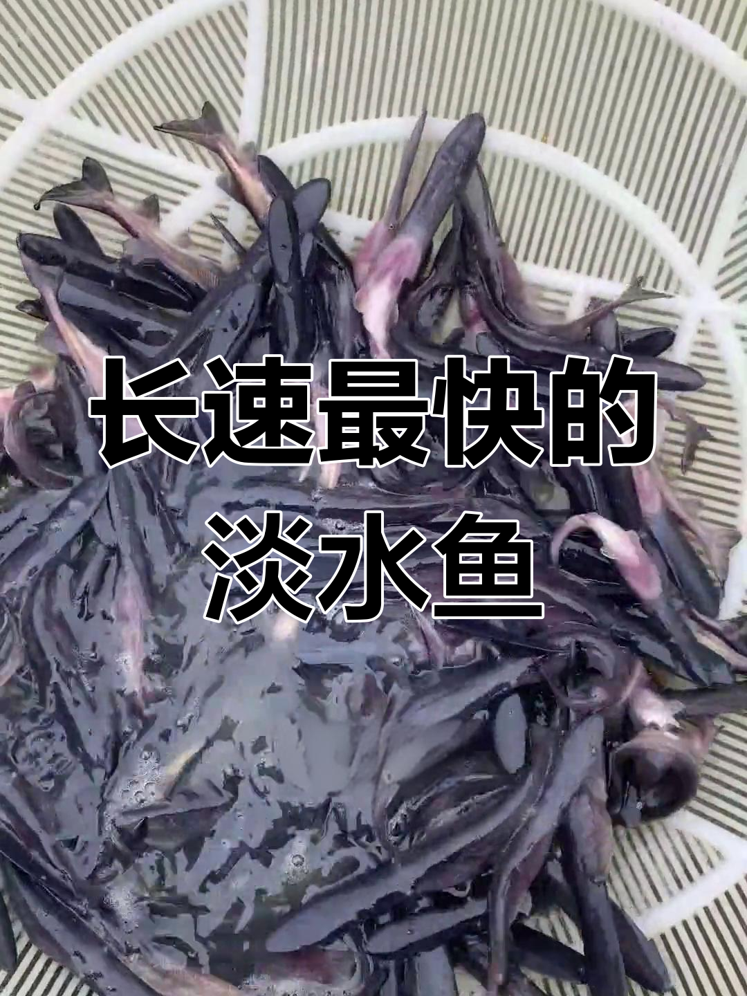 一年长5斤,最适合套养的滤食性鱼类