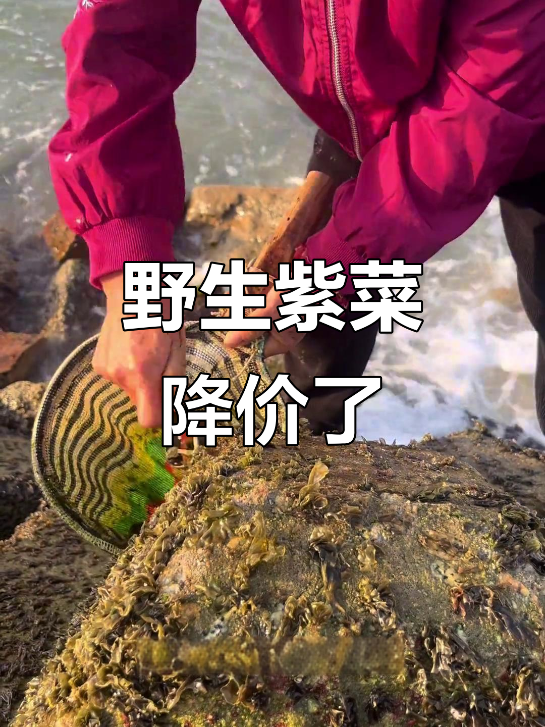 野生紫菜价格大降,高峰时曾卖千元一斤