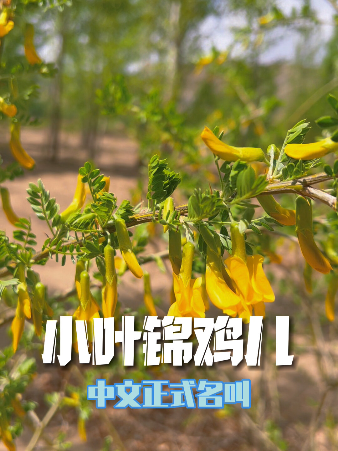 长在树上的野菜:小叶锦鸡儿