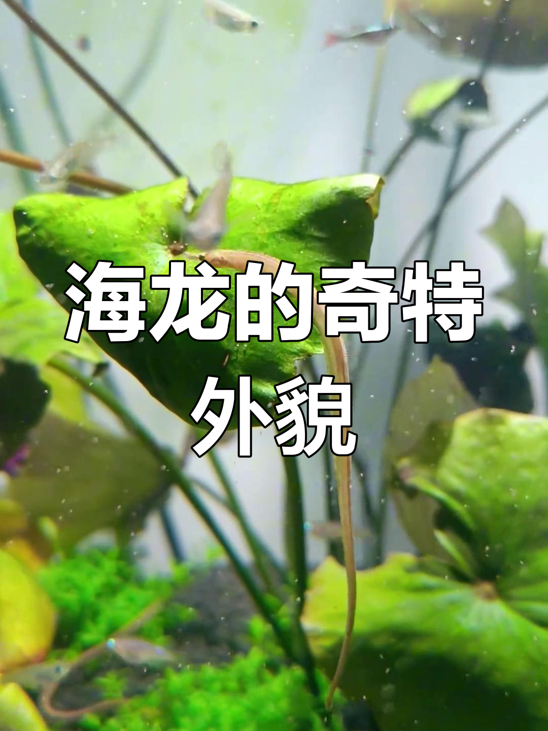 鱼缸里的神秘海龙,像鳗又似马,背上还带翅膀