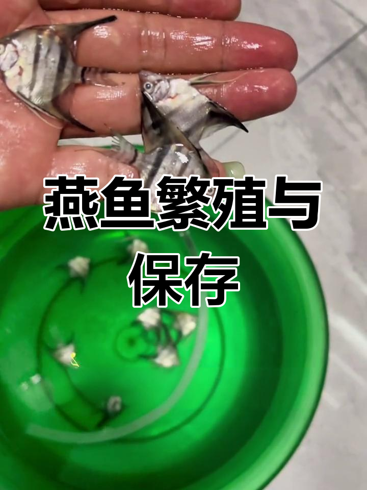 摩门斯卡神仙鱼死亡,竟是这种原因!