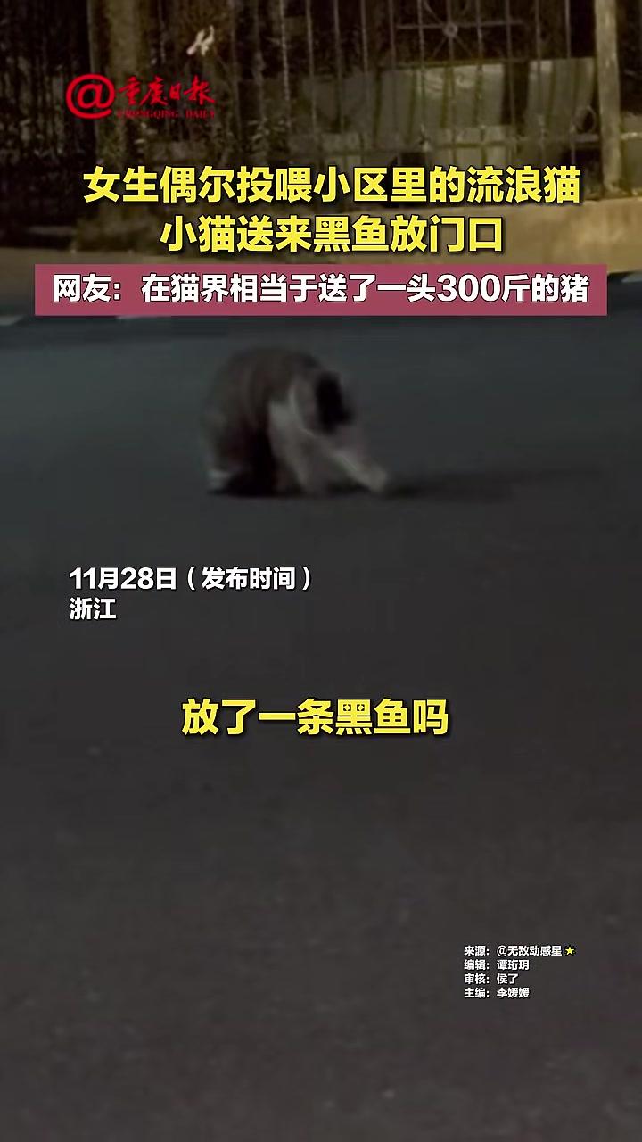 女生偶尔投喂小区里的流浪猫小猫送来黑鱼放门口网友:在猫界相当于送了一头300斤的猪