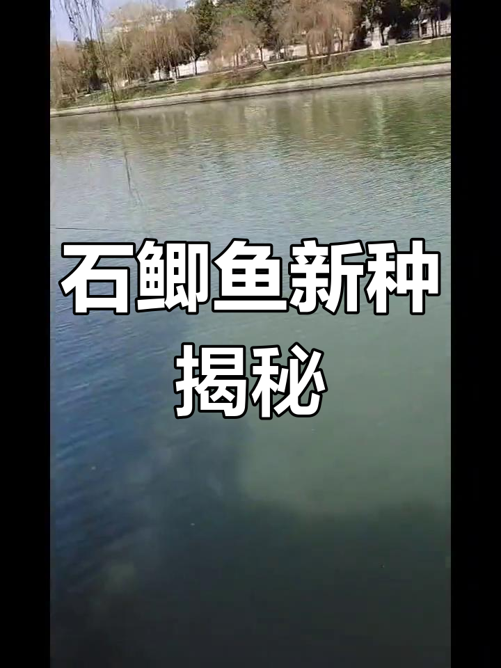 新品种石鲫鱼与激浪鱼的发现