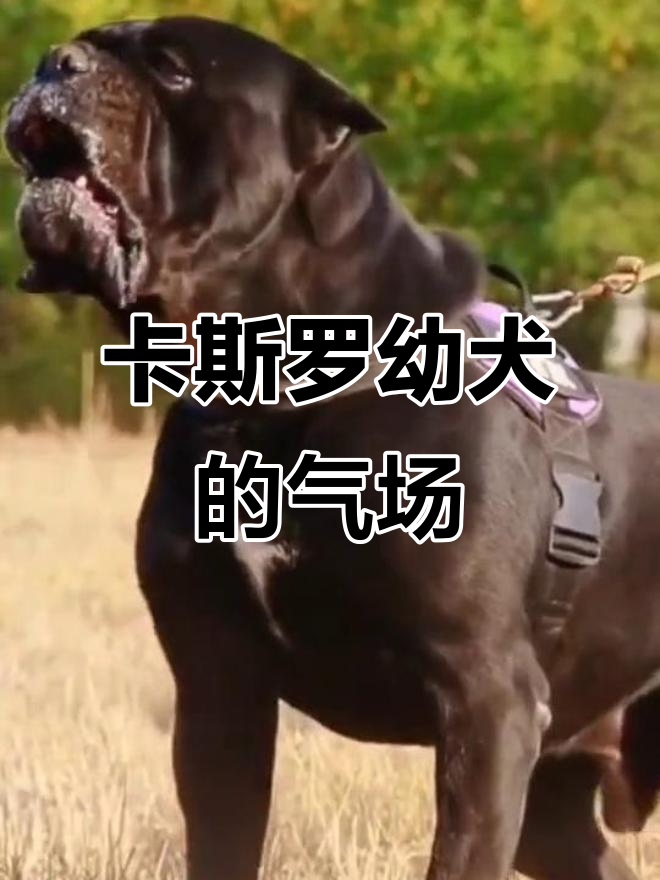 这就是狗中的皇帝,霸气十足的卡斯罗幼犬