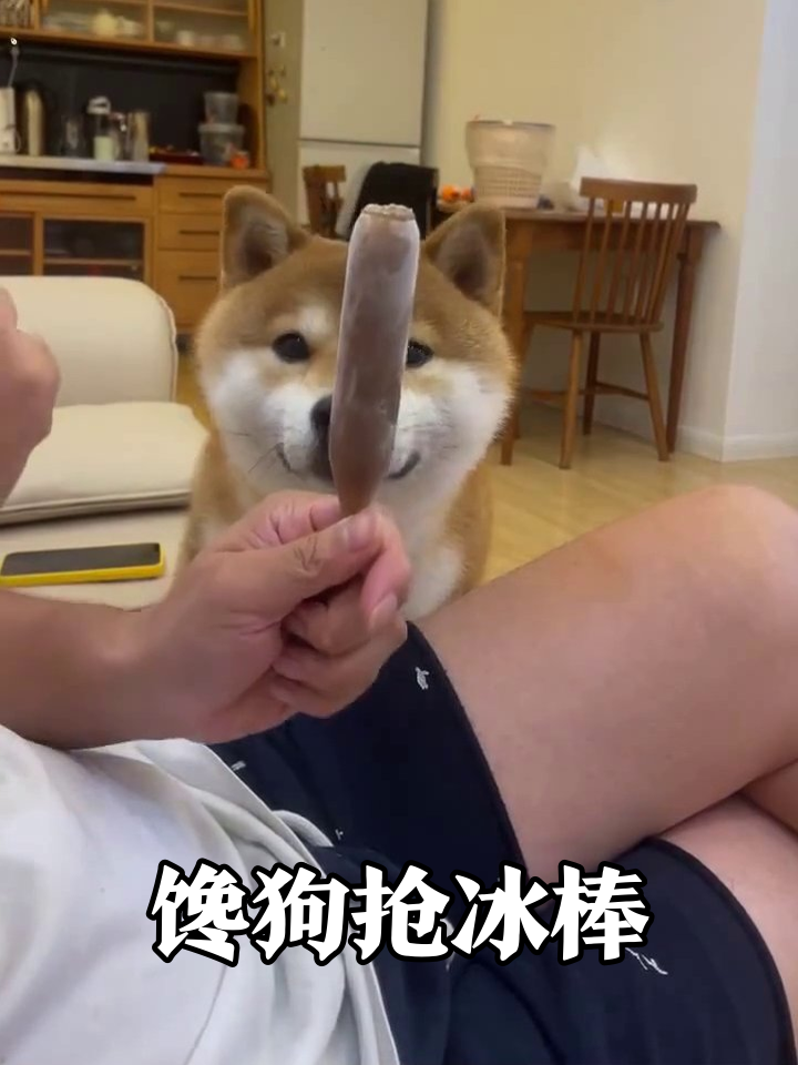 柴犬为吃冰棍秒变舔狗,铲屎官逗狗现场太欢乐!