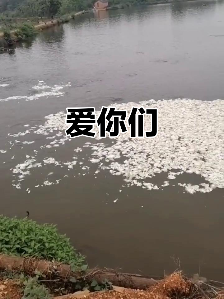 好多鱼,爱你们!
