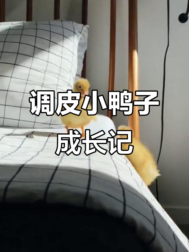 柯尔鸭的成长与调皮日常，竟然是这样的小可爱！