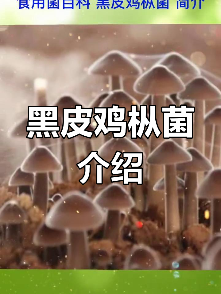 黑皮鸡枞菌:珍稀食用与药用真菌,滋补养生新选择