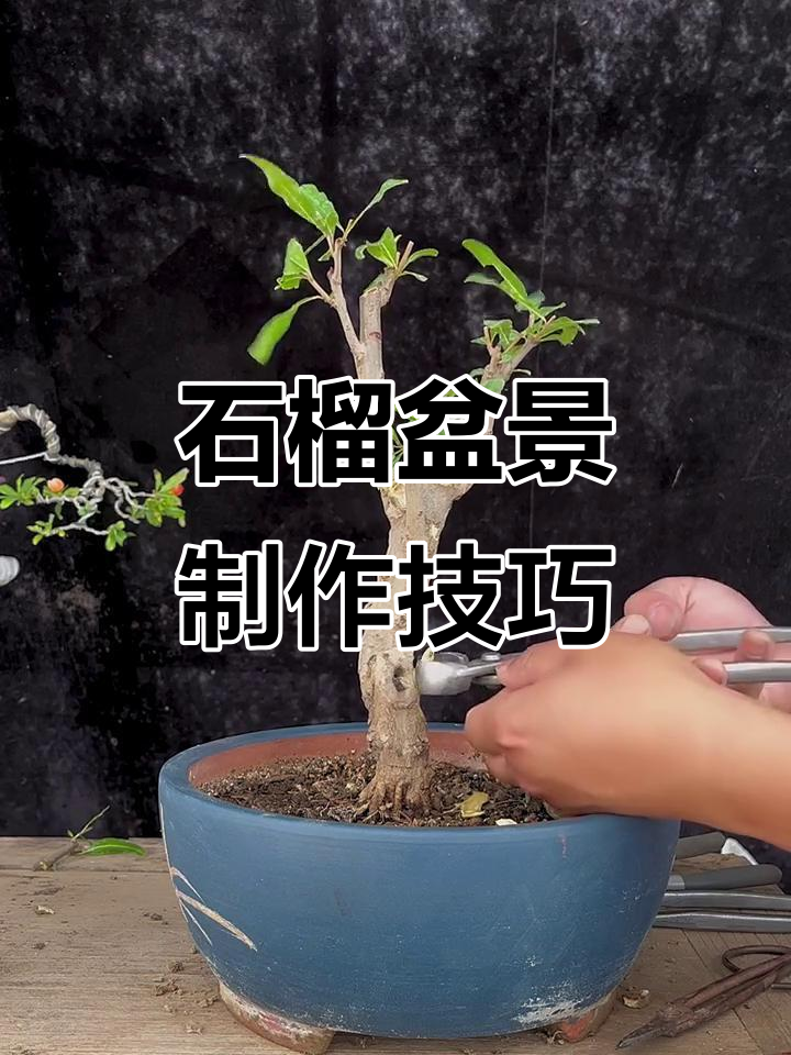 石榴盆景制作技巧大揭秘,轻松打造美丽盆景