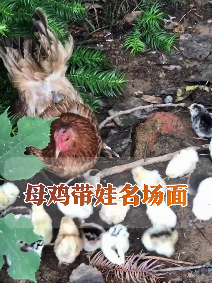 母鸡孵蛋带娃全记录,小鸡破壳到户外觅食萌翻了