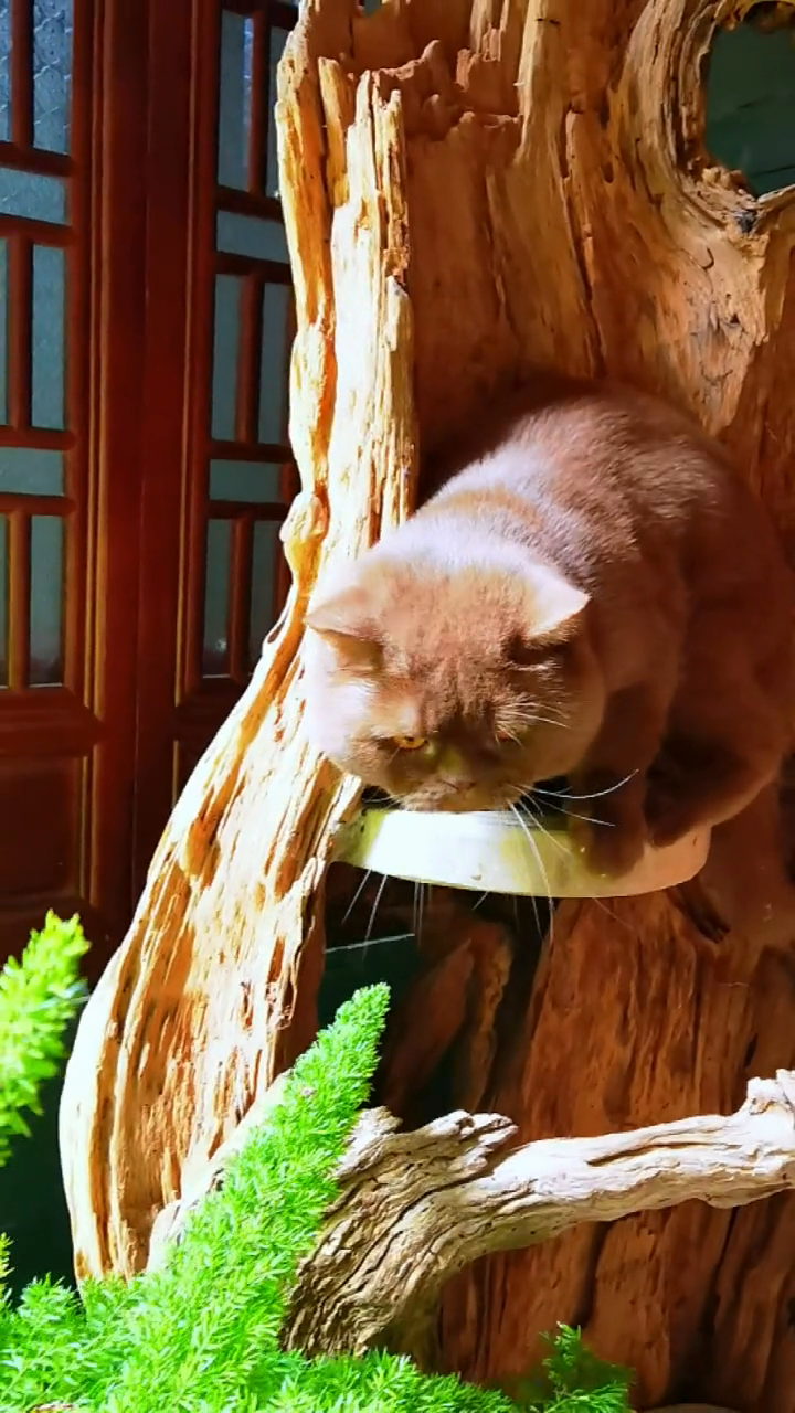 肉桂色味儿的小猫咪!太漂亮了