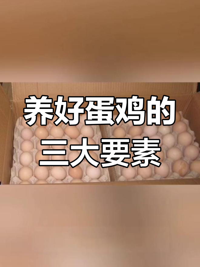 蛋鸡产蛋周期与饲养管理技巧,提升产蛋率的关键因素