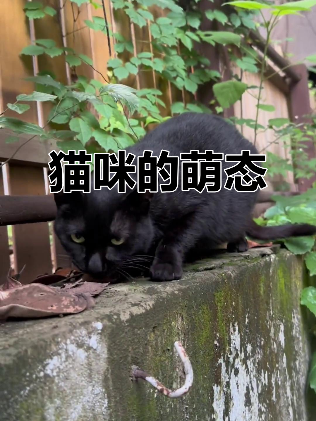 流浪猫吃肉时的可爱眼神,太惹人爱了