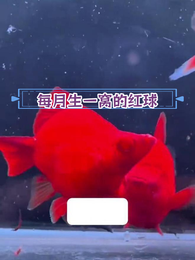 红球鱼:超强清洁力,轻松养活