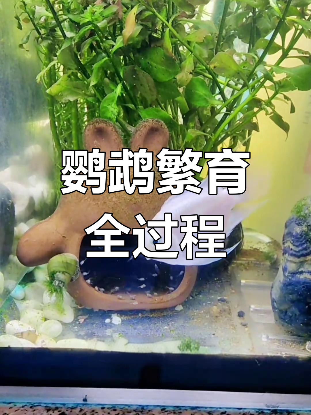 迷你鹦鹉繁殖全纪录,孵化过程分四步