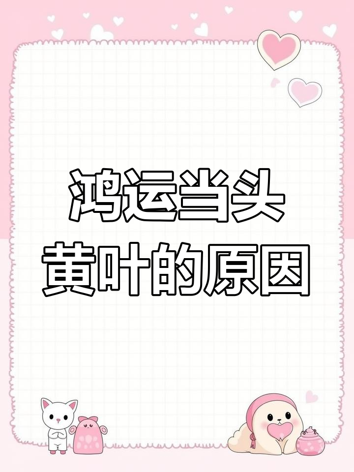 鸿运当头叶片发黄?这些原因你得知道