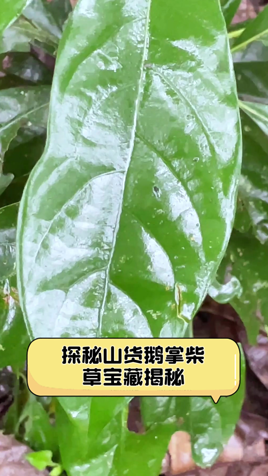探秘山货鹅掌柴,草宝藏揭秘
