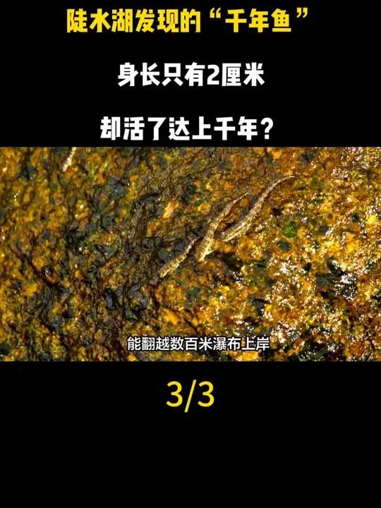 陡水湖发现的“千年鱼”,身长只有2厘米,却活了达上千年?