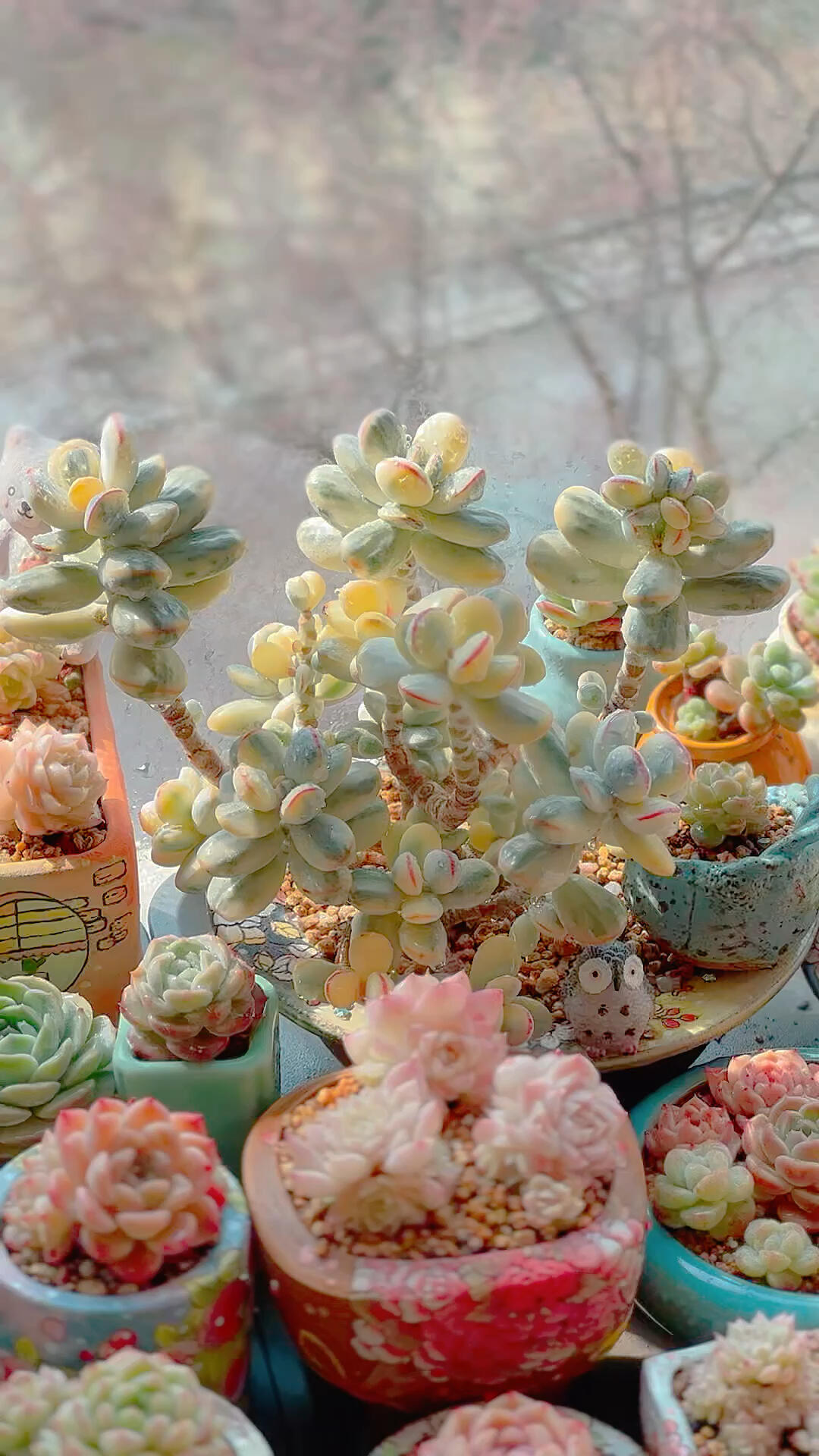 多肉——乒乓福娘锦