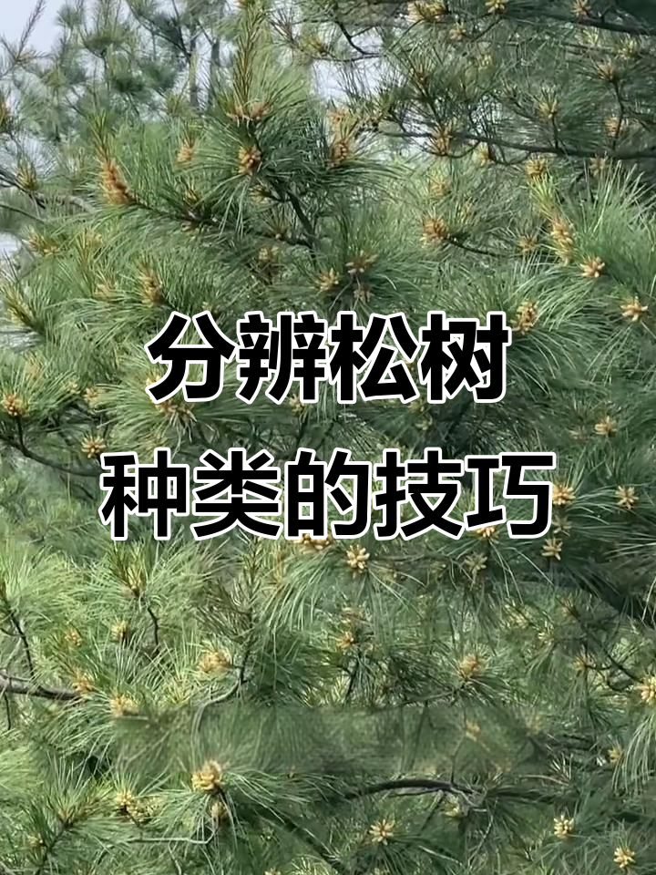 如何区分松树种类?马尾松与油松的特征解析