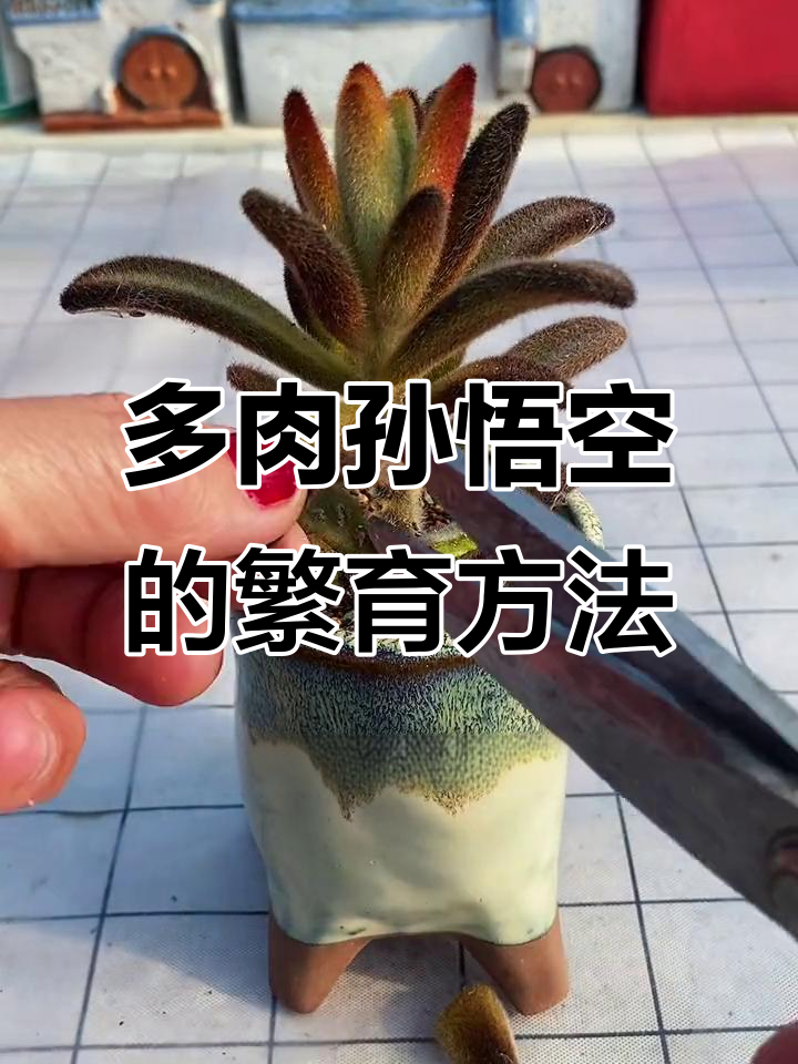 孙悟空多肉植物繁殖技巧,叶插与扦插全攻略