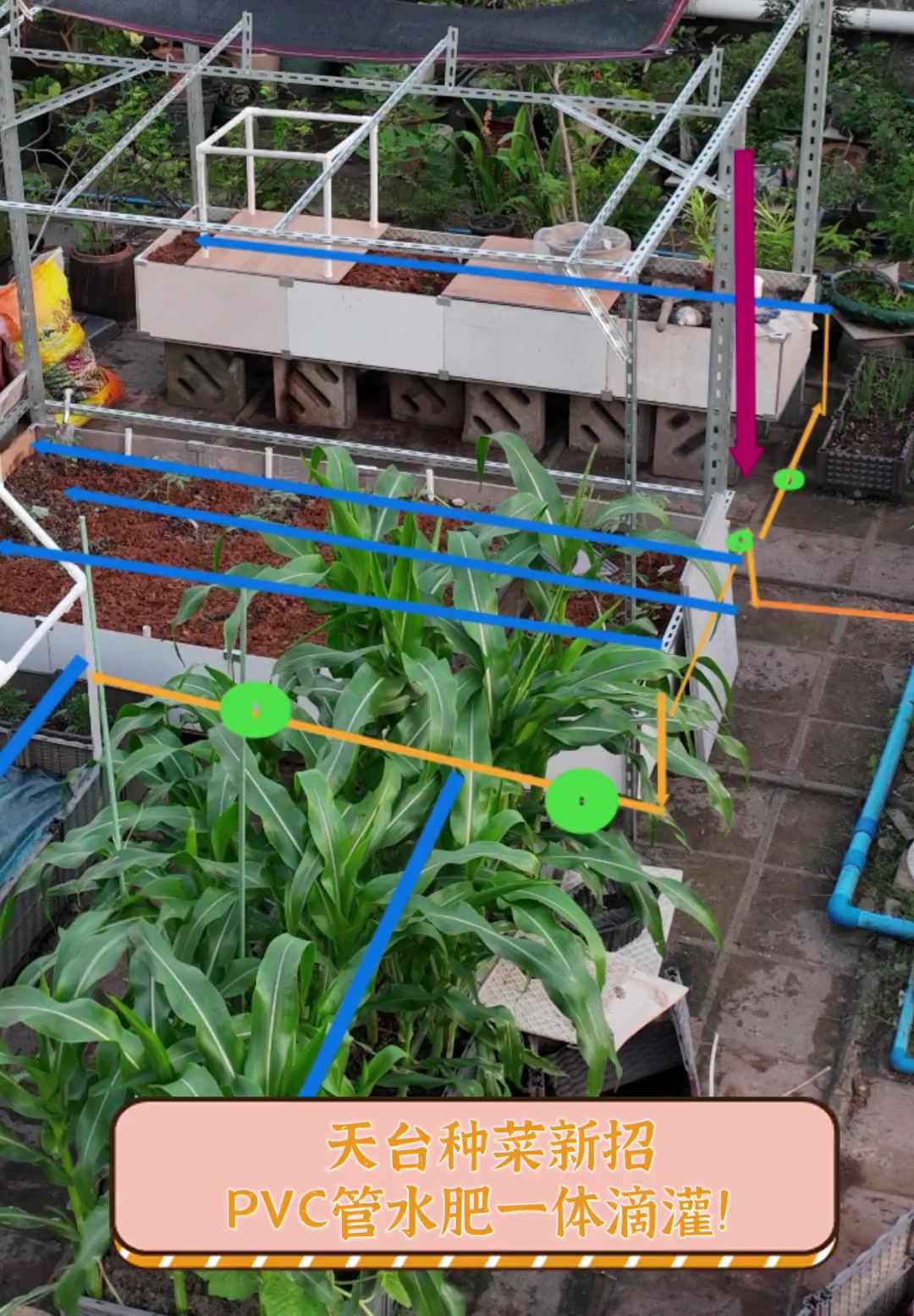 天台种菜新招,PVC管水肥一体滴灌!